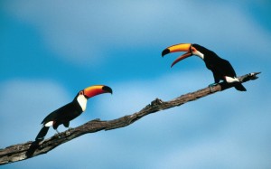 two toucans talking